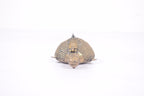 Golden Shell Relic