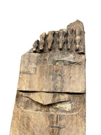 Naga Tribal Legacy